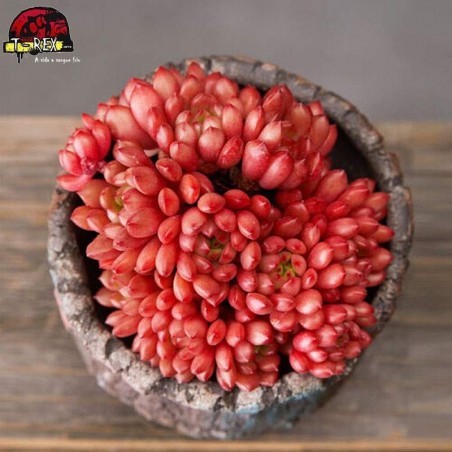 comprar muda de suculenta importada