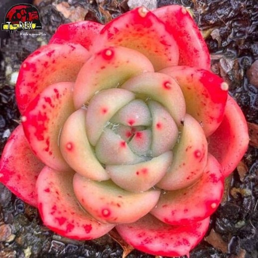 comprar suculenta rara