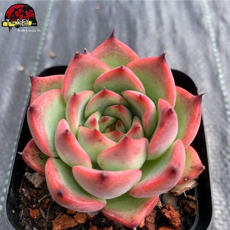 comprar muda de suculenta exotica