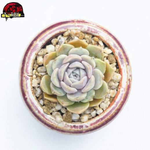 compra muda de planta suculenta importada