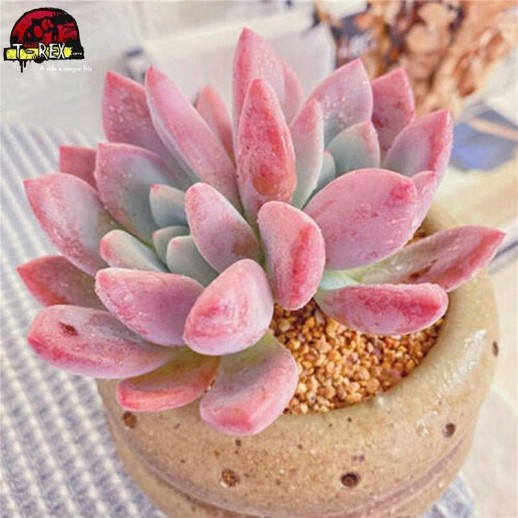 comprar muda de suculenta importada