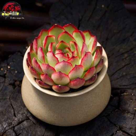 comprar muda de suculenta rara