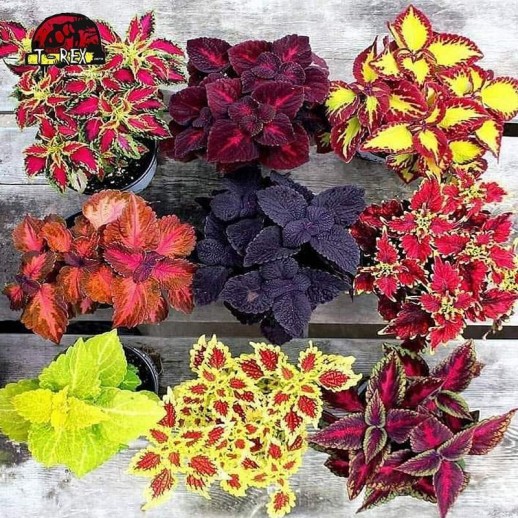 Kit 09 Mudas de Plantas Coleus