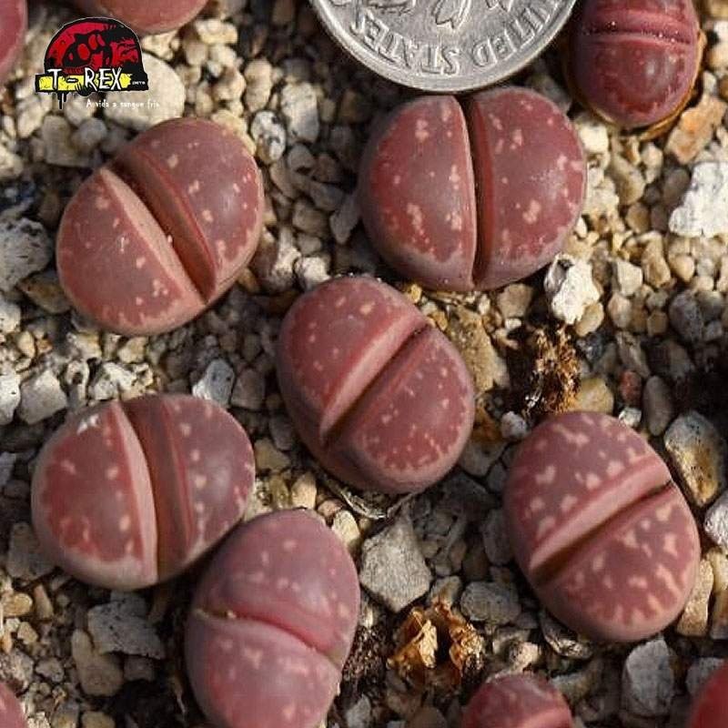 comprar cacto pedra olivacea