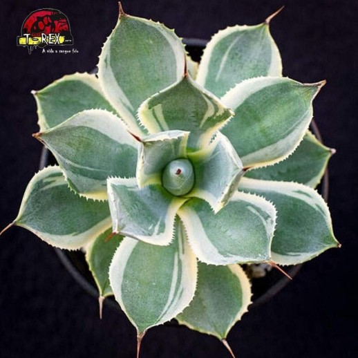 Muda de Planta Suculenta...
