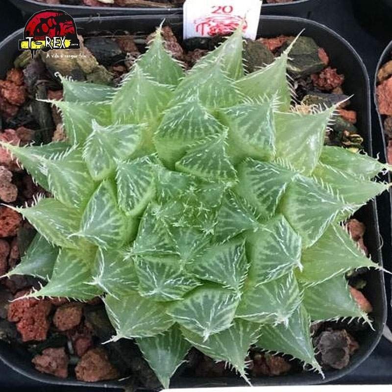 muda de suculenta rara Bolusii tdlod