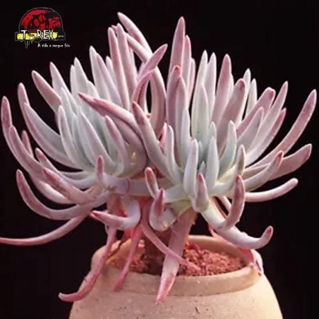 mudinhas de suculenta rara