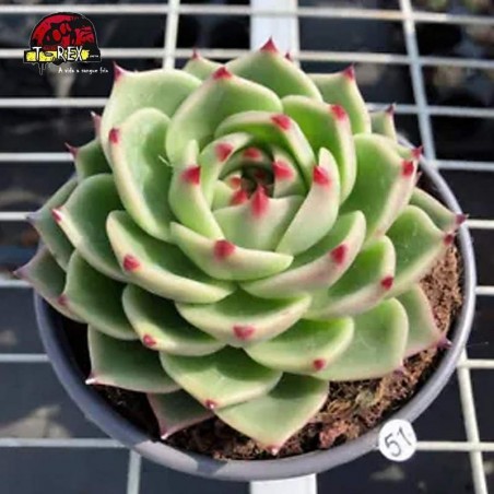 comprar suculenta rara em sao paulo