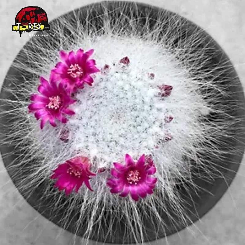 comprar suculenta rara