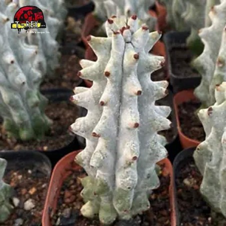 muda de suculenta rara