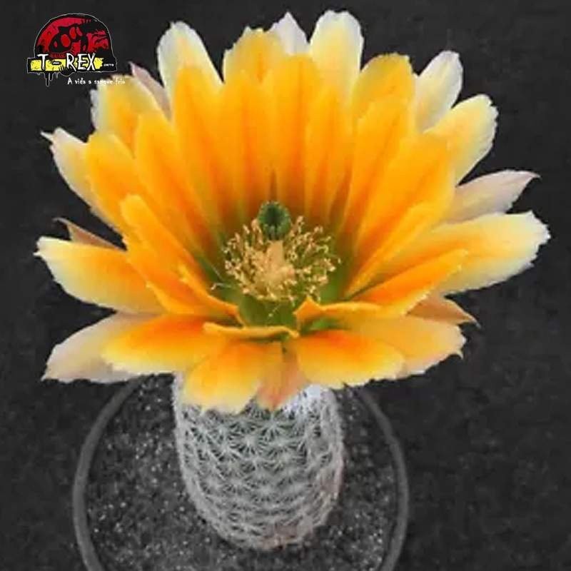 muda de cacto com flores