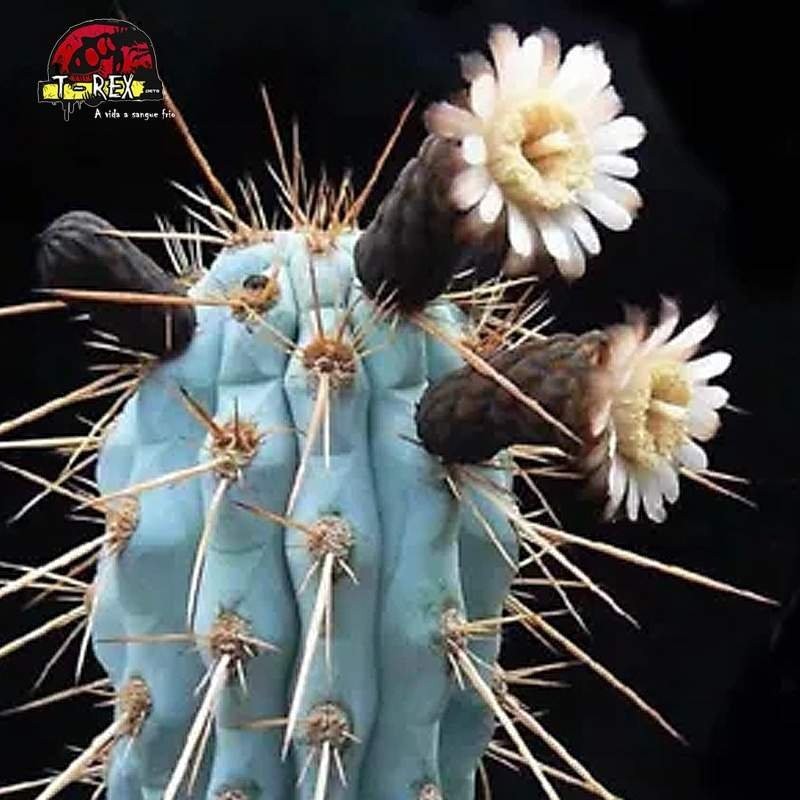 mudinhas de cacto raro