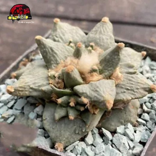 suculenta raridade no brasil