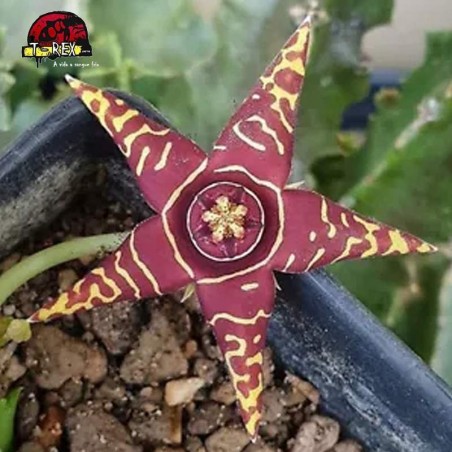 comprar suculenta rara no brasil