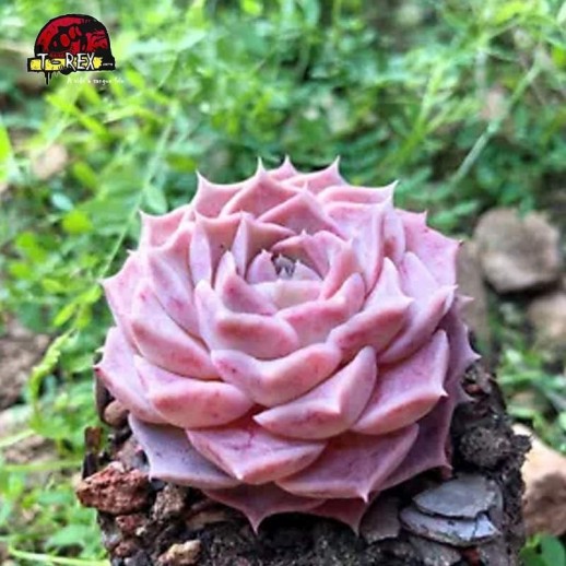 comprar muda de suculenta rara