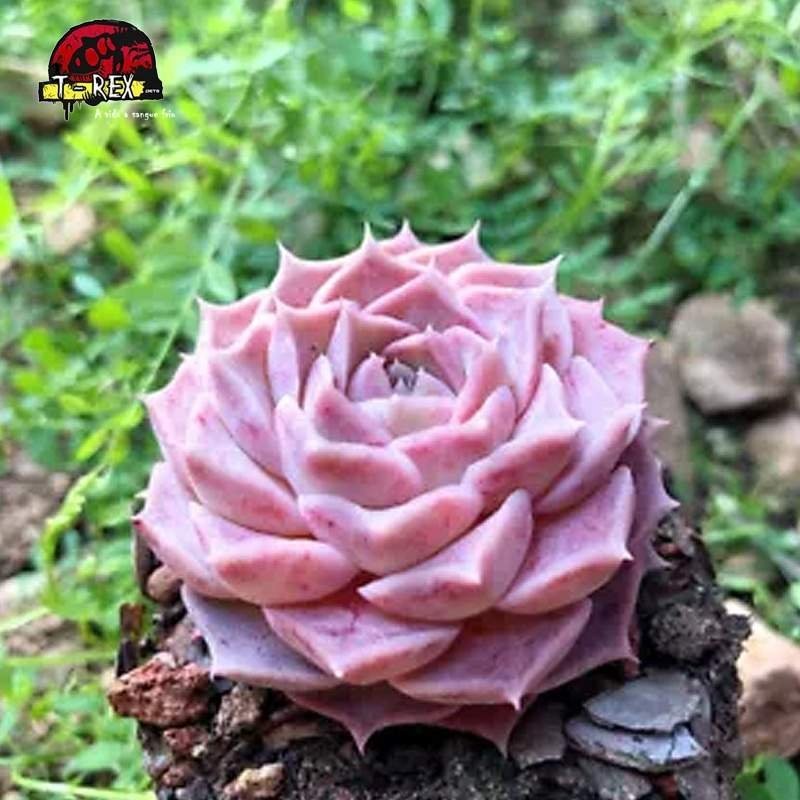 comprar muda de suculenta rara