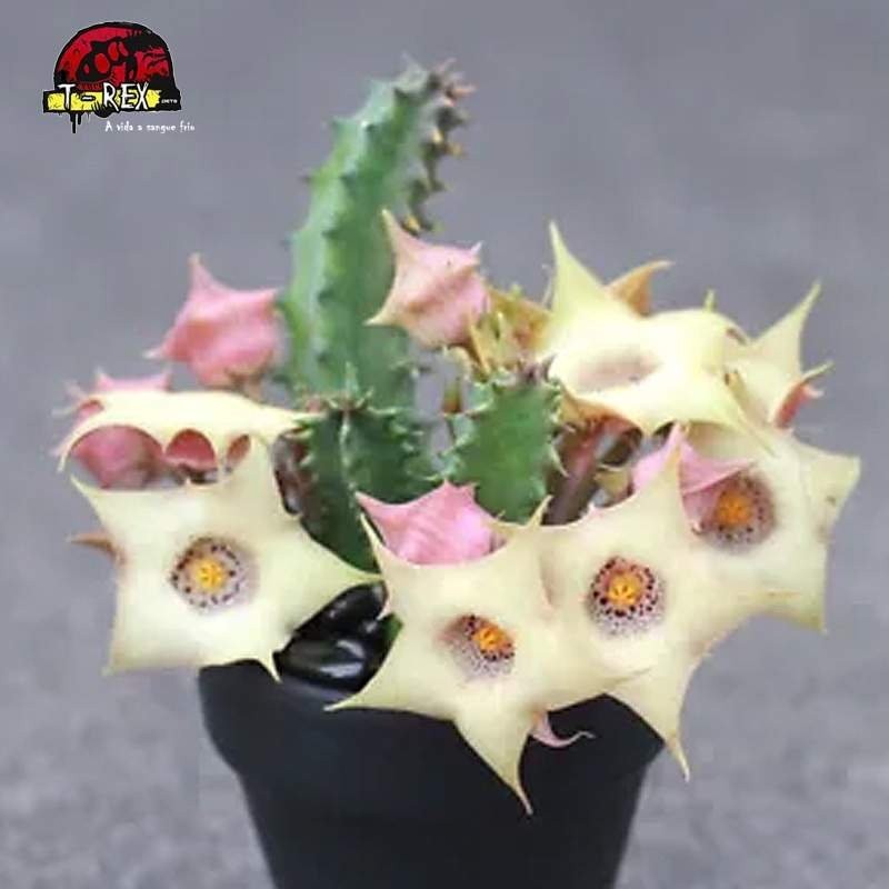 comprar mudas de suculenta rara