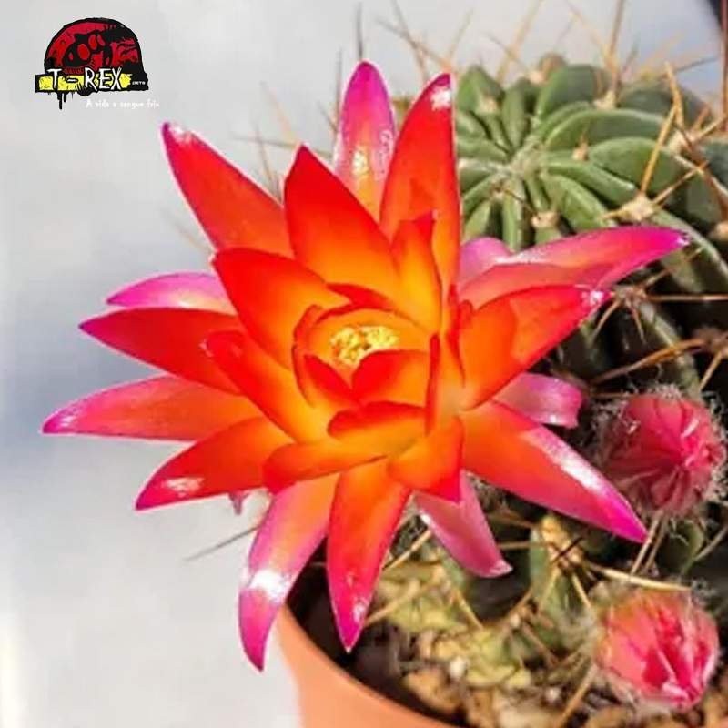 mudas de suculenta a venda no brasil