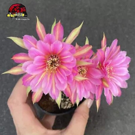 comprar mudas de suculenta raridade