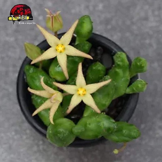 comprar mudas de cacto raro