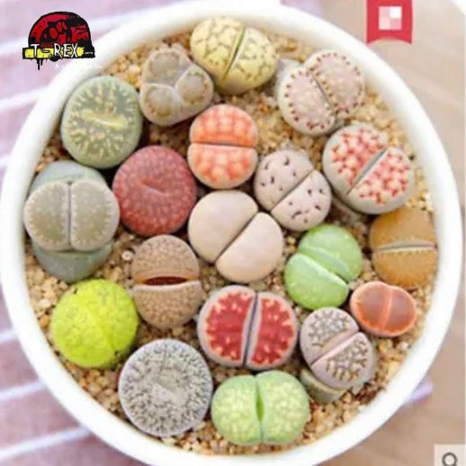 venda de cacto pedra raro