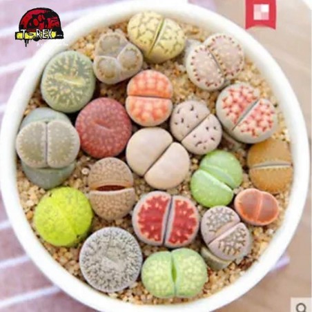 venda de cacto pedra raro