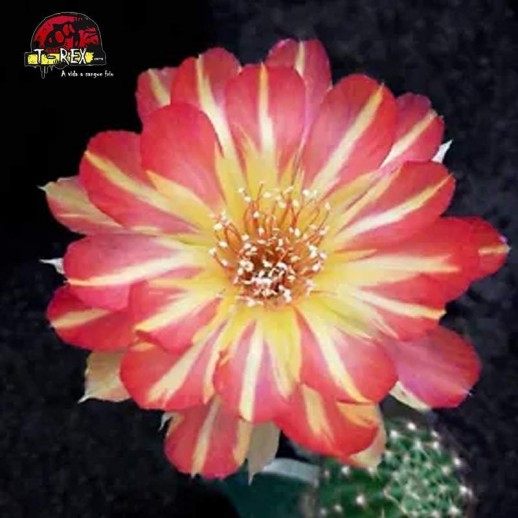 comprar cacto no brasil