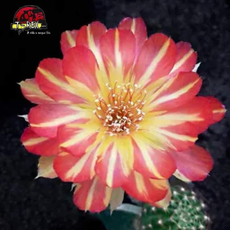 comprar cacto no brasil