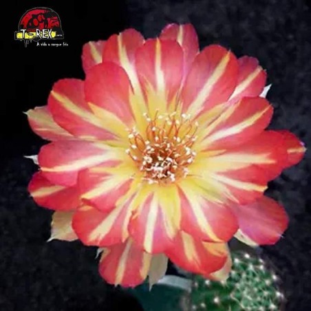 comprar cacto no brasil