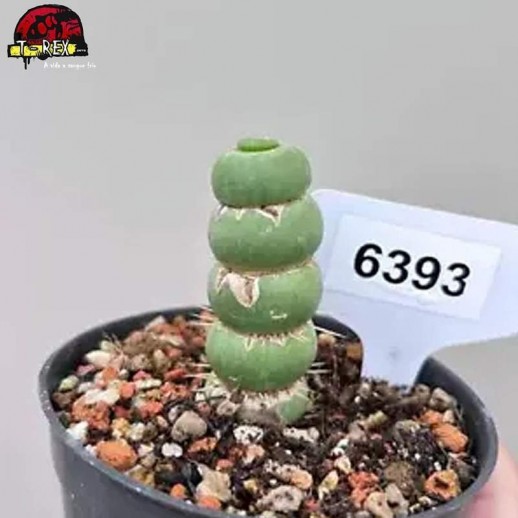 comprar muda de suculenta rara