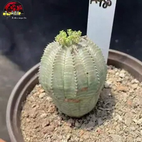 comprar muda de suculenta raridade