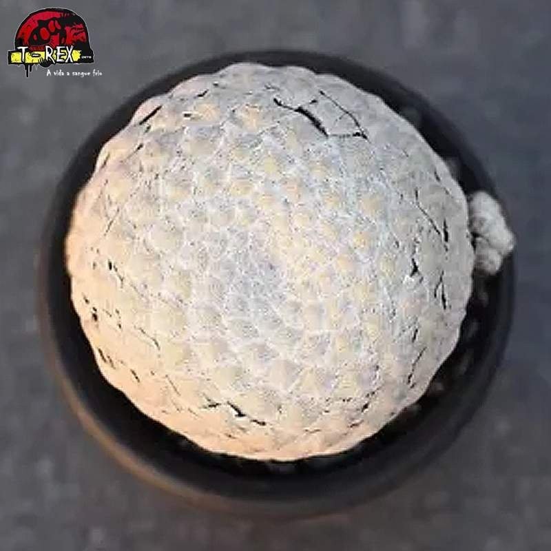 comprar muda de suculenta