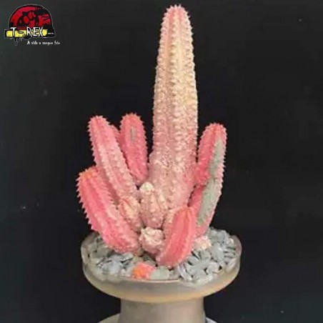 mudas de suculenta rara