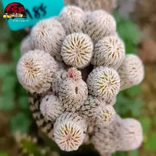 muda de suculenta rara