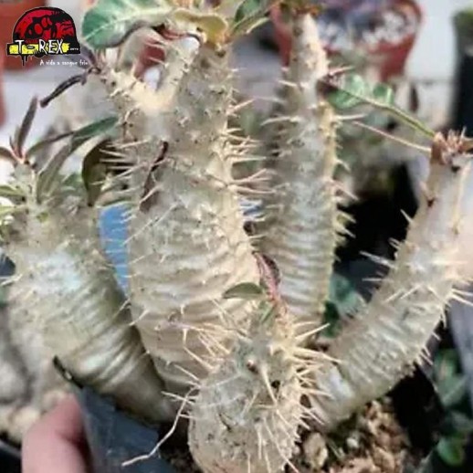 comprar suculenta rara