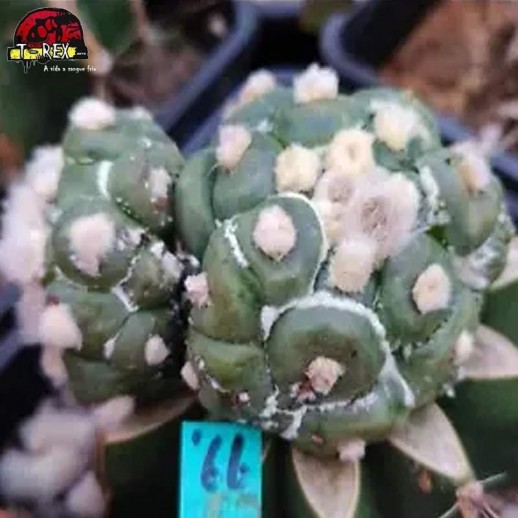 comprar mudas de suculenta rara