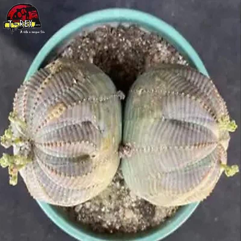 muda de suculenta rara