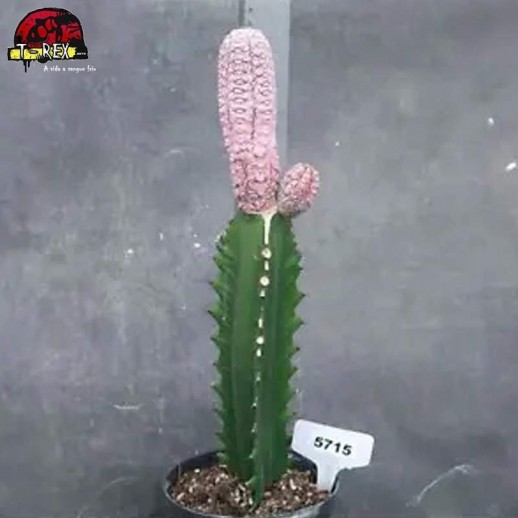 comprar muda de suculenta rara