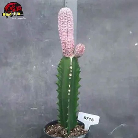 comprar muda de suculenta rara