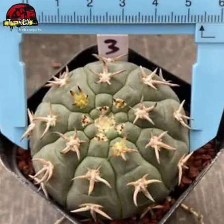 comprar muda de suculenta rara