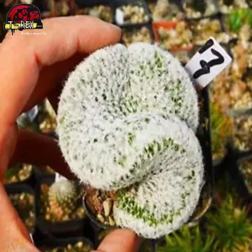 comprar muda de suculenta rara