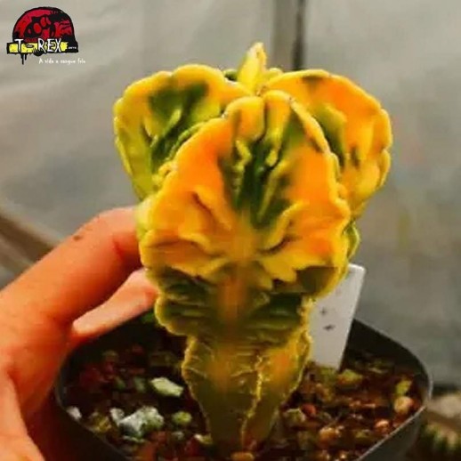 mudas de suculenta rara no brasil