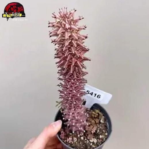 comprar muda de suculenta rara no brasil