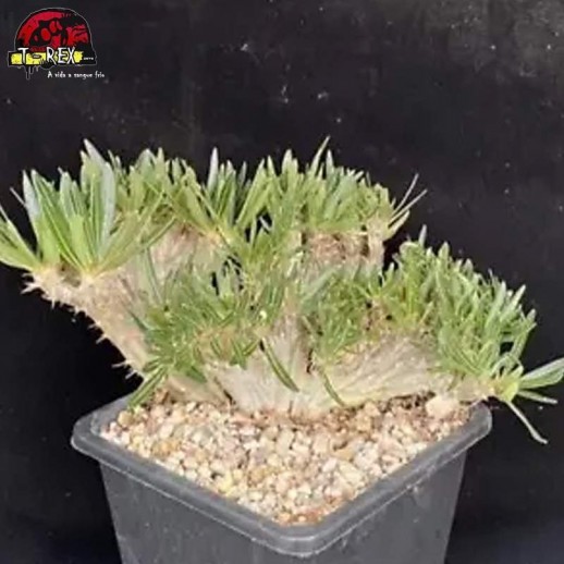 muda de suculenta rara no brasil