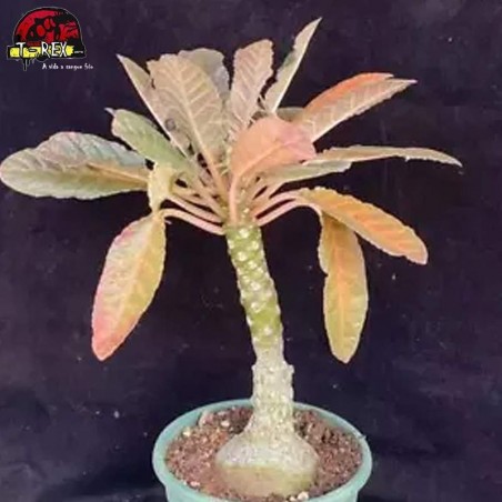 muda de suculenta rara no brasil