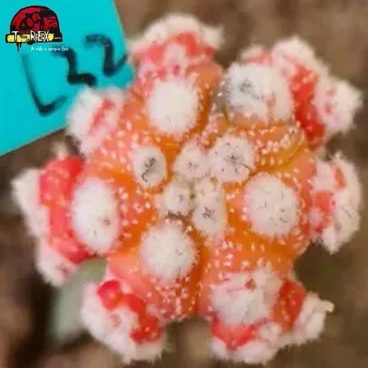 comprar muda de suculenta rara no brasil