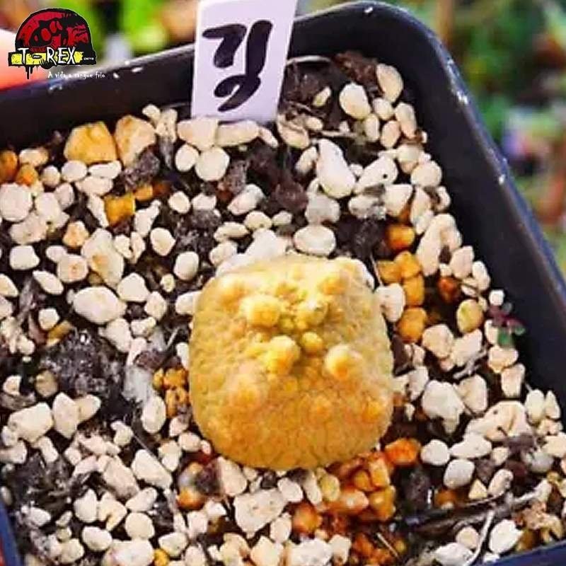 comprar muda de suculenta rara no brasil