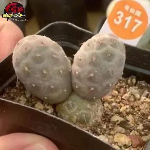 comprar muda de suculenta