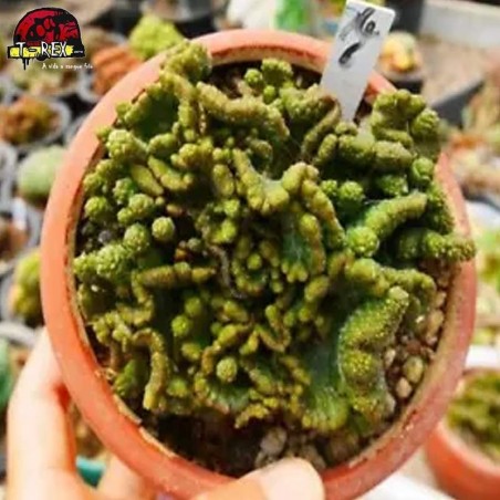 comprar muda de suculenta rara