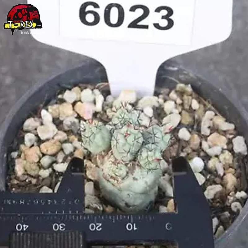 comprar muda de suculenta rara no brasil